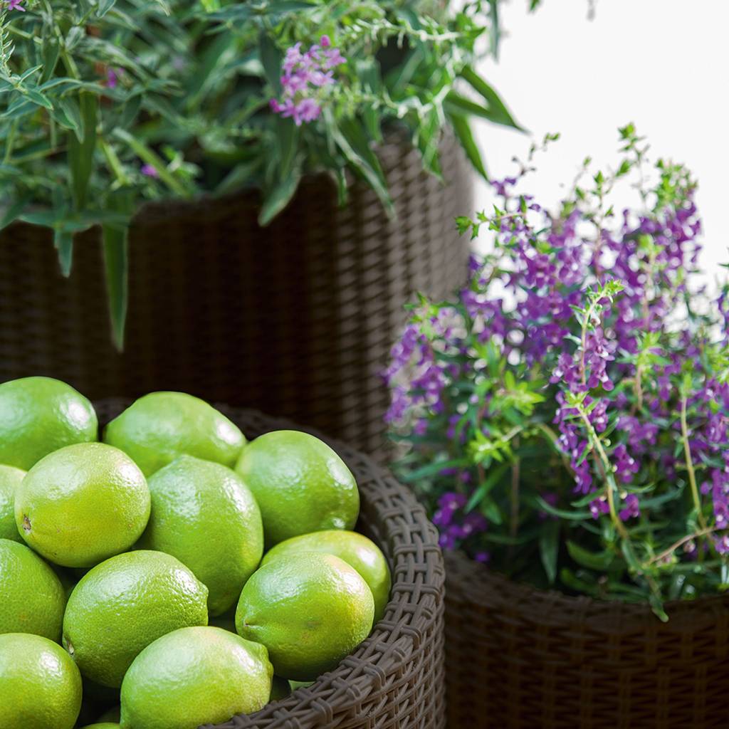 https://nowy.zarzadzanie-dajar.pl/media/catalog/product/7/2/7290103664787_17197934_cylinder_planters_set_s_m_l_6991_rgb.jpg